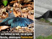 De ce îşi întind păsările aripile deasupra locurilor populate de furnici întind păsările aripile