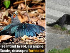 De ce îşi întind păsările aripile deasupra locurilor populate de furnici întind păsările aripile