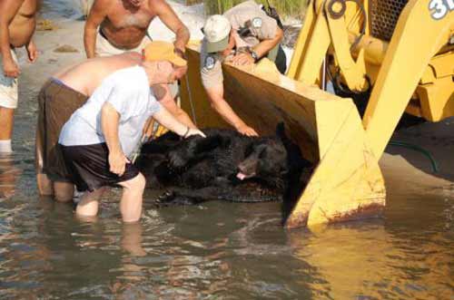 bărbat a salvat un urs