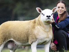 Cea mai scumpă oaie din lume a fost vândută cu peste 400.000€ cea mai scumpă oaie