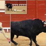 matador-taur