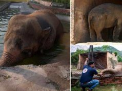 Cel mai singuratic elefant din lume, a fost eliberat după 35 de ani cel mai singuratic elefant