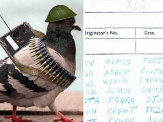 Un porumbel folosit în WW2 şi-a îndeplinit misiunea după 70 de ani îndeplinit misiunea după 70 de ani