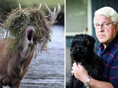 Un bărbat a fost acuzat de uciderea soţiei sale, însă adevăratul criminal a fost un elan acuzat de uciderea soţiei