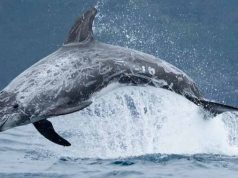 Pelorus Jack, delfinul care ghida navele printr-o strâmtoare periculoasă delfinul jack