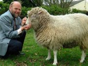 Oaia Dolly, primul mamifer clonat din istorie oaia dolly