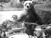 Ursul Wojtek, ursul care a luptat în armata poloneză în cel de-Al Doilea Război Mondial ursul wojtek