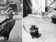 Vulturul Ilie, zăganul care trăia printre oamenii din Buzău vulturul ilie