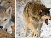 10 curiozităţi despre lupi şi lucrurile pe care le putem învăţa de la ei curiozităţi despre lupi