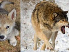 10 curiozităţi despre lupi şi lucrurile pe care le putem învăţa de la ei curiozităţi despre lupi