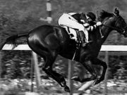 Frank Hayes, călăreţul care a câştigat o cursă deşi era mort frank hayes