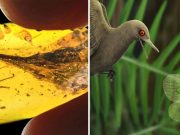 Cel mai mic dinozaur descoperit până în prezent cel mai mic dinozaur