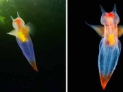 Îngerul de mare, misterioasa creatură ce pare a fi de pe altă lume îngerul de mare