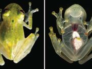 Broasca de sticlă: cum devine transparentă broscuţa pentru a scăpa de prădători broasca de sticlă