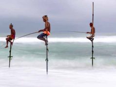 Pescuitul pe stâlp, neobişnuita metodă de pescuit din Sri Lanka pescuitul pe stâlp