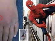 muşcat de o văduvă neagră