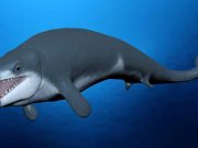 O specie de balenă antică, descoperită sub nisipurile Egiptului. A trăit în urmă cu 41 de milioane de ani balenă antică