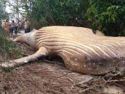 O balenă a eşuat în Pădurea Amazoniană şi nimeni nu poate spune cum a ajuns acolo. Ce cred experţii