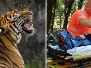 Un vasluian beat s-a bătut cu un tigru de la ZOO. A crezut că se luptă cu o pisică vasluian s-a bătut cu un tigru de la zoo