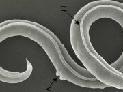 Viermi antici, care au trăit în urmă cu 46.000 de ani, readuşi la viaţă de oamenii de ştiinţă viermi antici reînviaţi