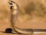 O cobră a murit după ce a fost muşcată de un copil, salvându-şi astfel viaţa cobră a murit muşcată de un copil