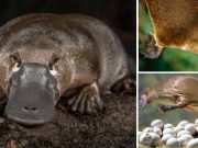25 de curiozităţi despre ornitorinc, mamiferul bizar cu cioc de raţă, gheare de reptilă şi venin ornitorinc curiozităţi