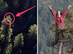 Julia Hill, fata care a stat 738 de zile căţărată într-un copac pentru a împiedica tăierea acestuia julia hill