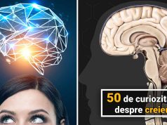 50 de curiozităţi despre creier, organul care nu doarme niciodată curiozităţi despre creier