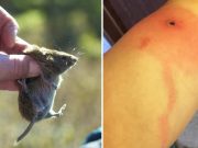 Ce este Alaskapox şi ce se cunoaşte despre acest virus care a început să facă victime în rândul oamenilor ce este alaskapox