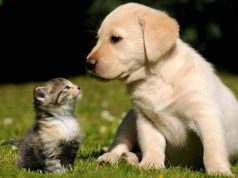 Sunt câinii mai deştepţi decât pisicile? Ce spun studiile sunt câinii mai deştepţi decât pisicile