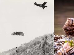 Misiune Imposibilă: castori paraşutaţi din avion într-o încercare spectaculoasă de conservare a speciei castori paraşutaţi din avion