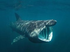 De cât timp există rechinii? Au apărut pe Pământ înaintea copacilor de cât timp există rechinii