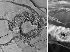 Un „dragon chinezesc” fosilizat, vechi de 240 de milioane de ani, a fost descoperit în întregime pentru prima dată dragon chinezesc