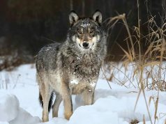 Lupii mutanți de la Cernobîl au devenit rezistenți la cancer, iar asta poate fi cheia în lupta contra bolii Lupii mutanți de la Cernobîl