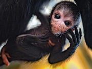 Cum arată maimuța păianjen. Mai mult de 80% din populația acestei specii a dispărut în ultimii 50 de ani maimuţa păianjen