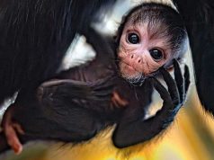 Cum arată maimuța păianjen. Mai mult de 80% din populația acestei specii a dispărut în ultimii 50 de ani maimuţa păianjen