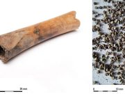 Acum 2.000 de ani, romanii ţineau semințe otrăvitoare și narcotice ascunse în fiole din oase, conform unor noi descoperiri Romanii ţineau semințe otrăvitoare