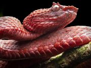 Șerpii sunt construiți să evolueze cu o viteză incredibilă, iar oamenii de știință nu sunt siguri de ce Șerpii sunt construiți să evolueze la viteze mari