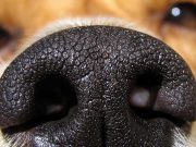 Pot animalele să miroasă frica oamenilor? Ce spun studiile ştiinţifice despre această abilitate Pot animalele să miroasă frica