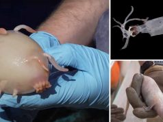 O creatură misterioasă și alte 100 de posibile specii noi, descoperite de cercetători la aproape 5.000 de metri adâncime creatură misterioasă