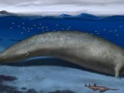 Cel mai mare animal din toate timpurile, descoperit în deşertul peruvian, s-ar putea să fi fost „o imposibilitate fizică” Cel mai mare animal