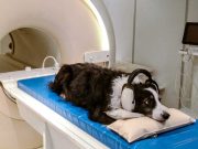 Câinii pot să înțeleagă substantive și să lege cuvintele cu obiectele din mintea lor, conform unui studiu recent Câinii pot să înțeleagă cuvinte