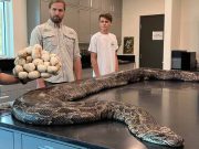 Are gust de pui. Carnea de piton ar putea înlocui puiul, vita sau porcul, pentru a salva planeta carnea de piton