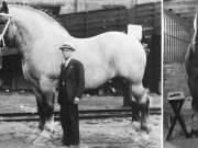 Cât de înalt a fost cel mai înalt cal care a existat vreodată în lume? Povestea uriaşului Sampson sampson cel mai înalt cal