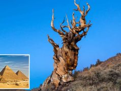 Acest copac este atât de vechi, încât exista pe când egiptenii antici construiau piramidele din Giza copac este atât de vechi