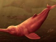 A existat cândva o specie diferită de delfin în Amazon, și era de-a dreptul uriașă specie diferită de delfin