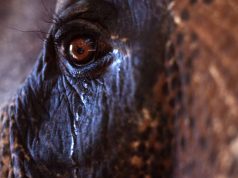 Tragicul și misteriosul ritual de înmormântare al elefanților, observat de oamenii de știință ritual de înmormântare al elefanților