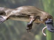 O femeie înțepată de un ornitorinc, după ce a vrut să-l salveze: „durerea cauzată de venin a fost mai rea decât nașterea” femeie înțepată de un ornitorinc