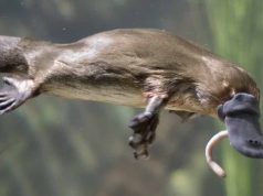 O femeie înțepată de un ornitorinc, după ce a vrut să-l salveze: „durerea cauzată de venin a fost mai rea decât nașterea” femeie înțepată de un ornitorinc