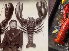 Cum au ajuns homarii de la „mâncarea săracilor”, la delicatesă homarii